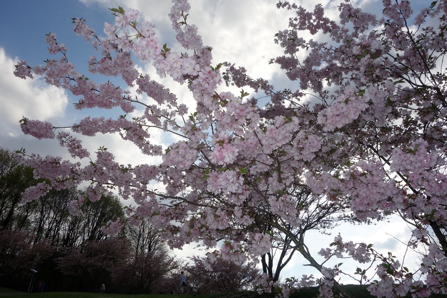 図1：ミュンヘン市内にあるオリンピック公園ではきれいな桜もみられた